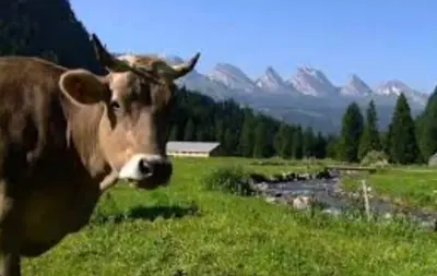 Roter Teufel är en härlig hårdost från Toggenburg i östra Schweiz.