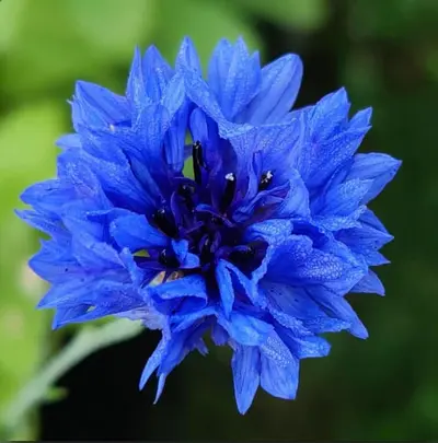 Ekologiska Blå Kornblomst producerad av Gedsted Mejeri i Danmark.