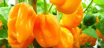 Tors Blixtrande Brygd är en välkomponerad chilisås med kraftig habanerosmak.