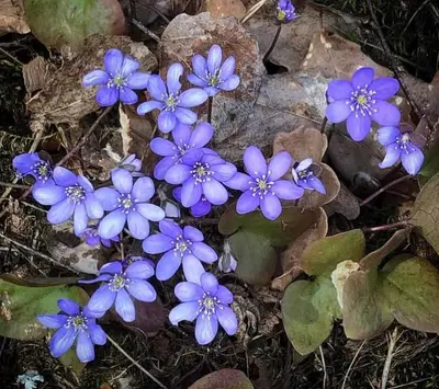 Heberleins "Heberleinare" är en svensk kallrökt och mycket smakrik…