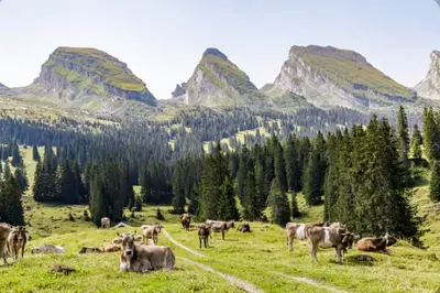 Bergsteiger Creamy är en hårdost från Toggenburg i nordöstra Schweiz.