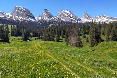 I Toggenburg, som ligger i nordöstra Schweiz, produceras hårdosten…