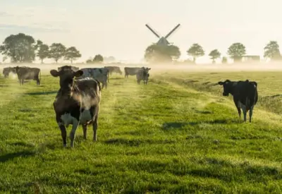 Prima Donna Forte är en komjölksost från Holland.