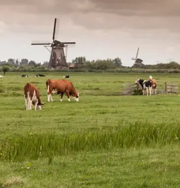 Från Marion kommer denna superhärliga ekologiska gouda som smaksatts…