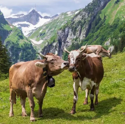 Det familjeägda mejeriet Güntensperger i Toggenburg, Schweiz har…