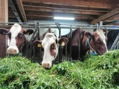 I Zäziwil, Schweiz, ligger mejeriet Eyweid, som under namnet JUMI,…