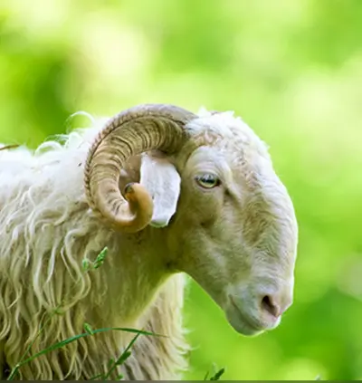 Ossau-Iraty är en fransk fårost som produceras i Ossau-dalen i Béarn…