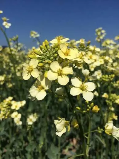 Den vitblommiga rapsen Lyside.