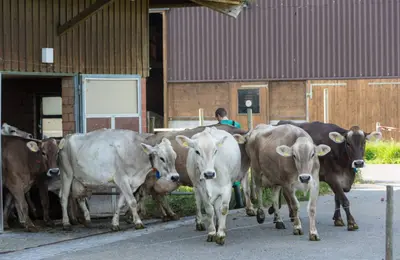 Holzhofer Extra Rezent produceras på den schweiziska gården…
